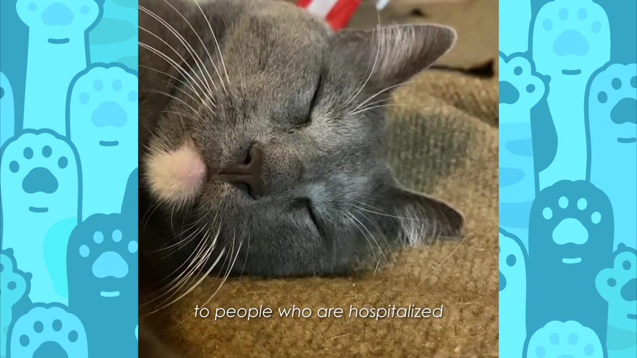 A close-up of a grey cat sleeping peacefully on a textured brown blanket.