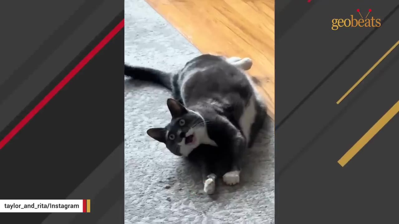 A grey and white cat lies on its back on a grey rug, looking up with wide eyes and an open mouth.