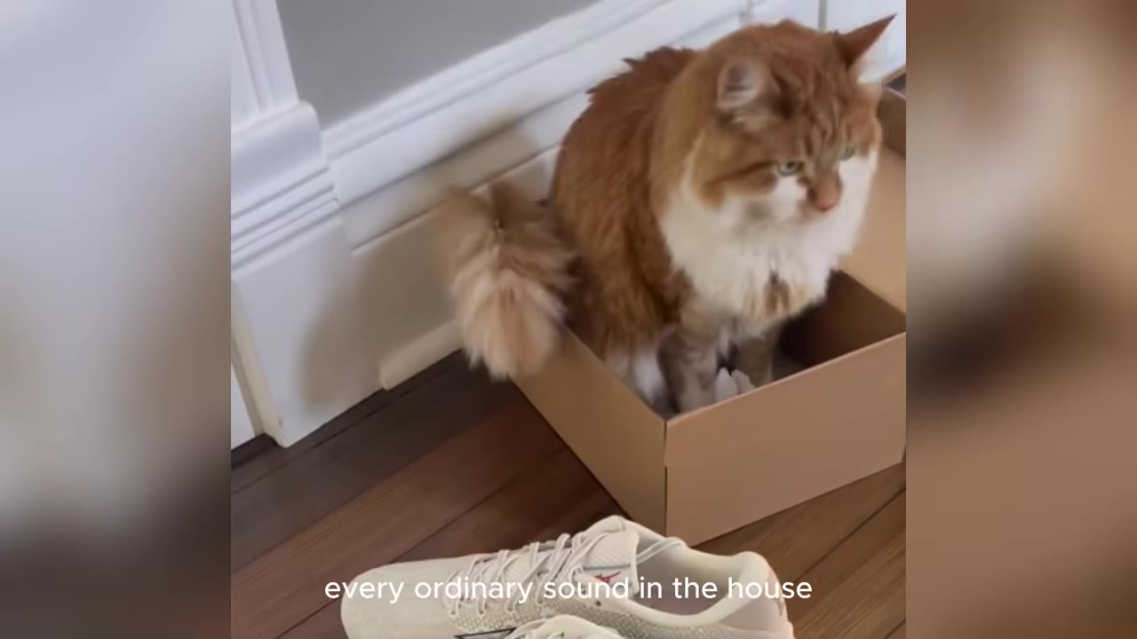 A fluffy orange and white cat sitting inside a small cardboard box on a dark wooden floor next to a pair of white sneakers.
