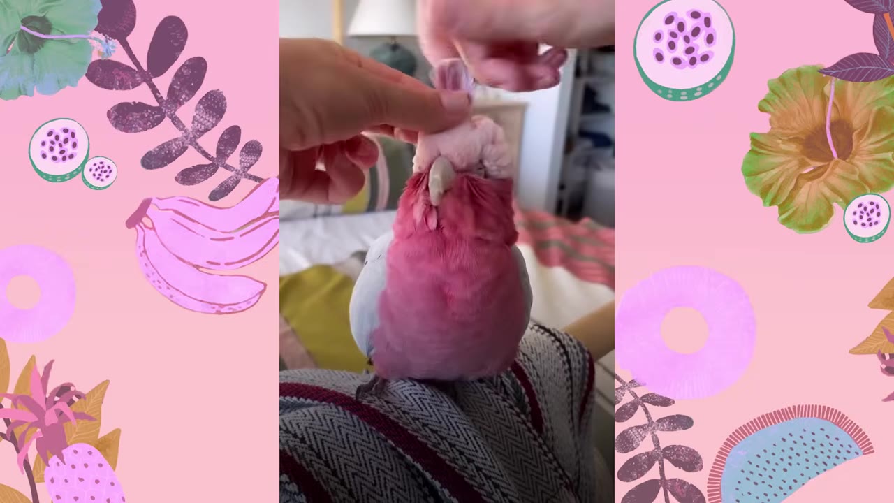 A close-up shot of a pink and grey cockatoo being gently petted on the head by a person's hands.