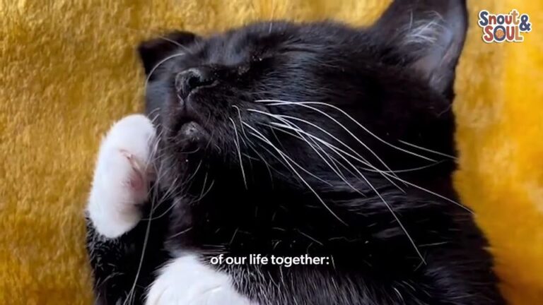California Kitten With Suspected Dwarfism Shows Her New Family That Love Has No Size Limit