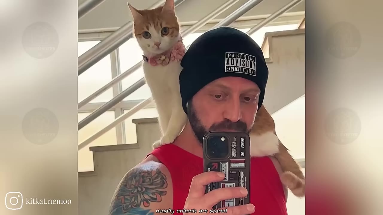 An orange and white kitten sits calmly on the shoulder of a bearded man wearing a black beanie and red tank top as he takes a mirror selfie.