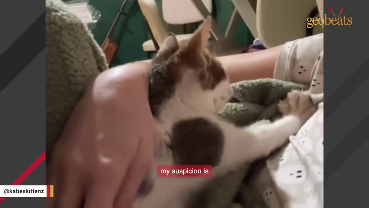 A small brown and white kitten cuddles close to a person's arm while resting on a soft blanket.
