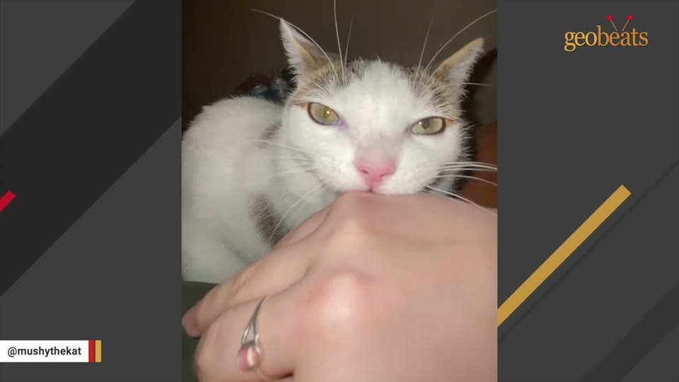 Video frame for An Instant Sibling Bond