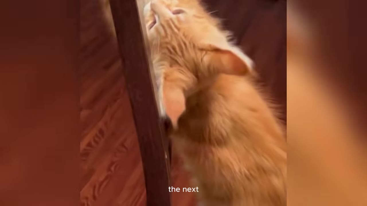 An orange fluffy kitten climbing up the wooden leg of a dining chair, reaching upwards with its front paws.