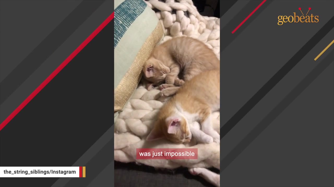 Two small orange tabby kittens curled up sleeping together on a thick white knit blanket.