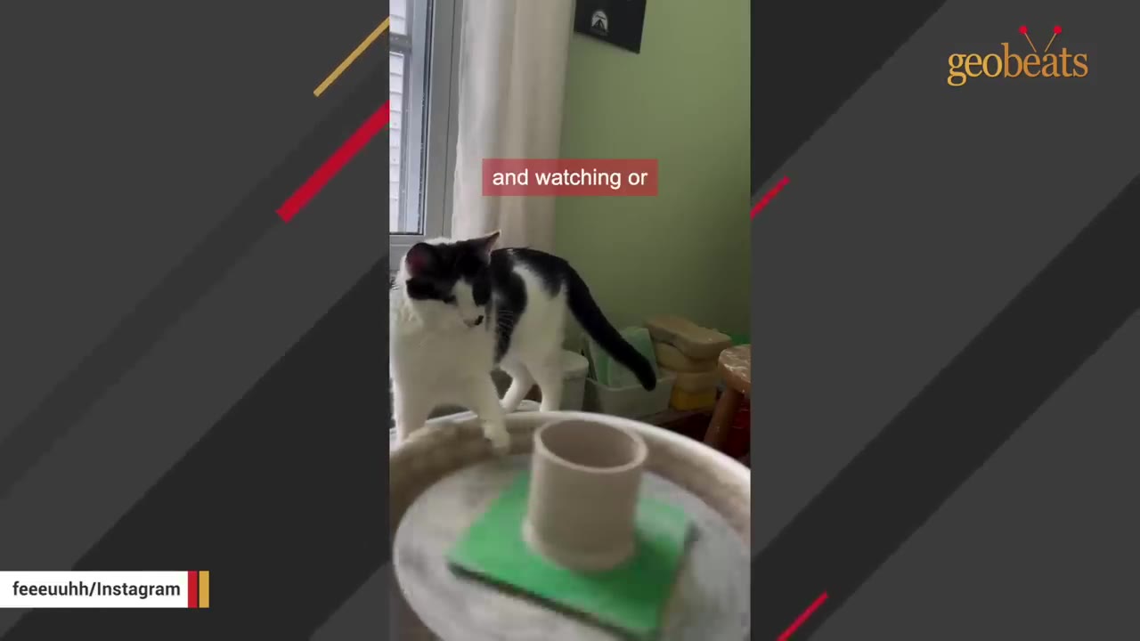 A black and white cat stands on a window sill, looking down with curiosity at a small clay pot spinning on a pottery wheel.