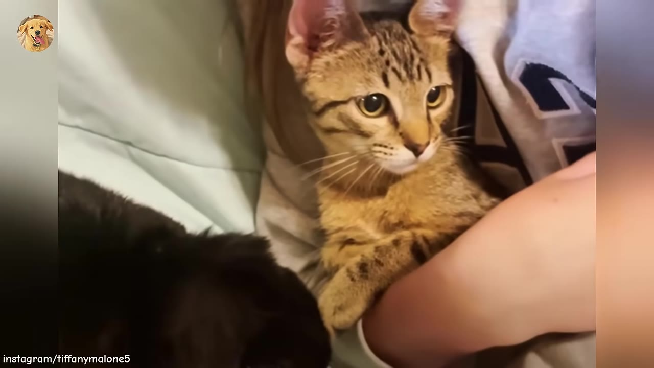 A close-up shot of a small brown tabby kitten with large eyes being held gently in a person's arms, with a dark-furred animal visible in the foreground.