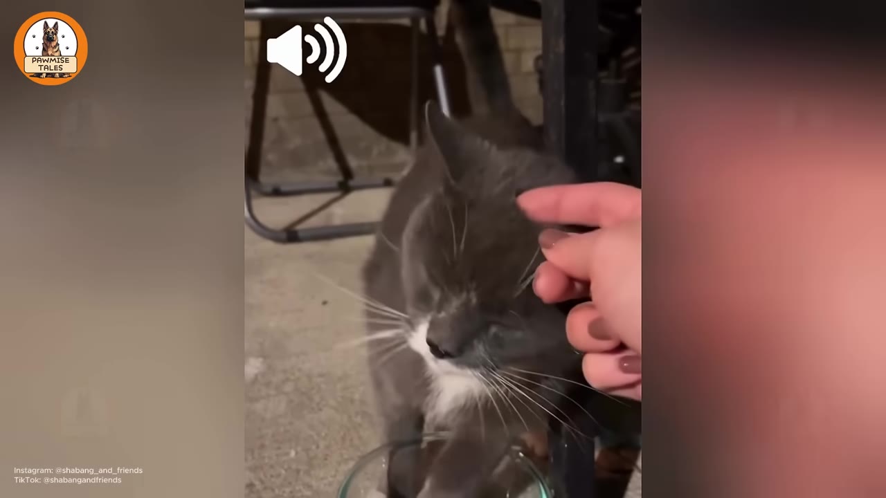 A close-up shot of a person's hand gently petting a grey and white cat on the head, with the cat closing its eyes contentedly.