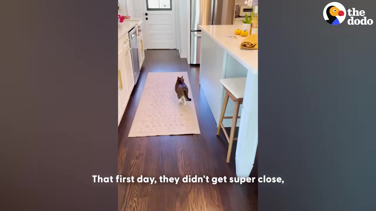 A brown and white cat walks down a long rug in a bright kitchen hallway.