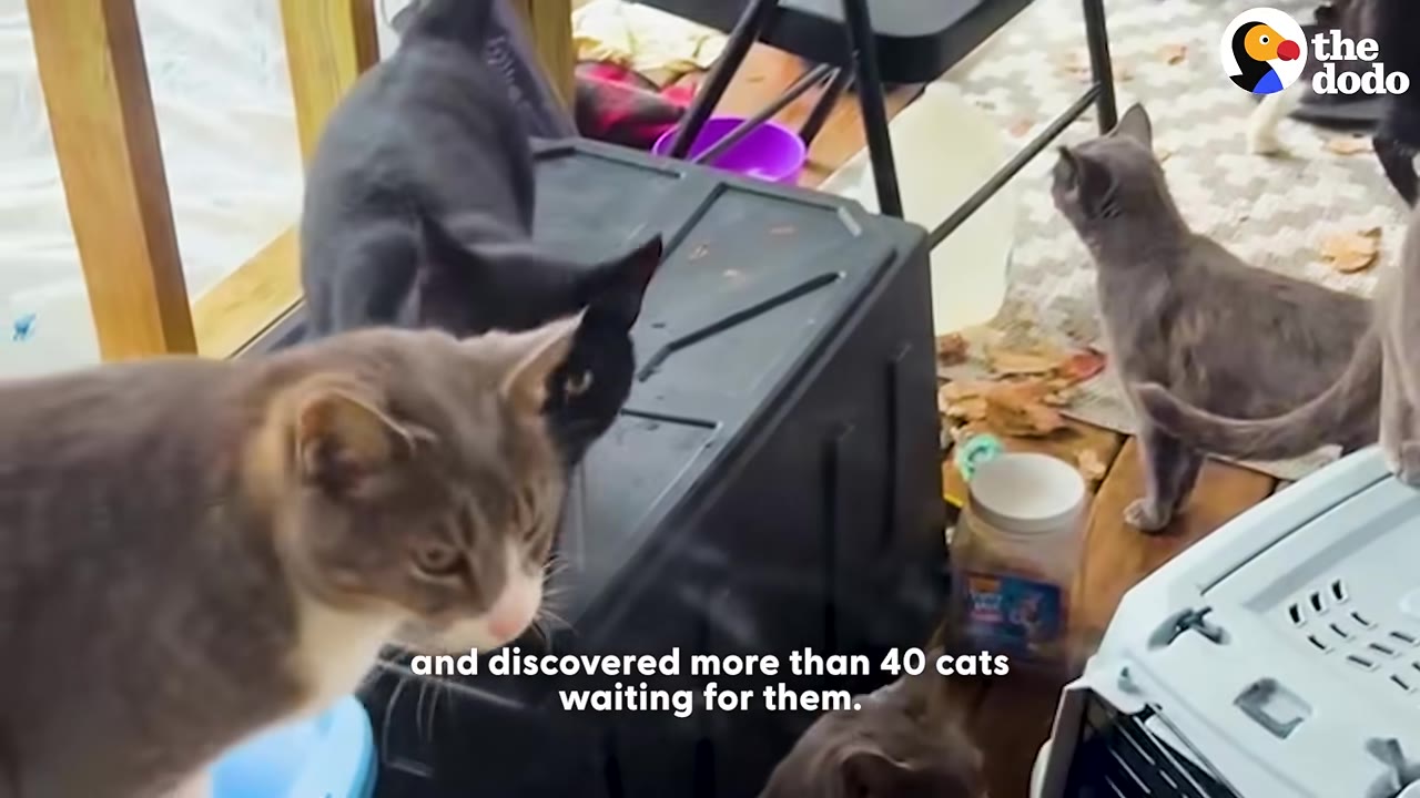 Several cats of different colors, including a grey and white cat, a black cat, and a grey cat, are gathered inside a room on move-in day.