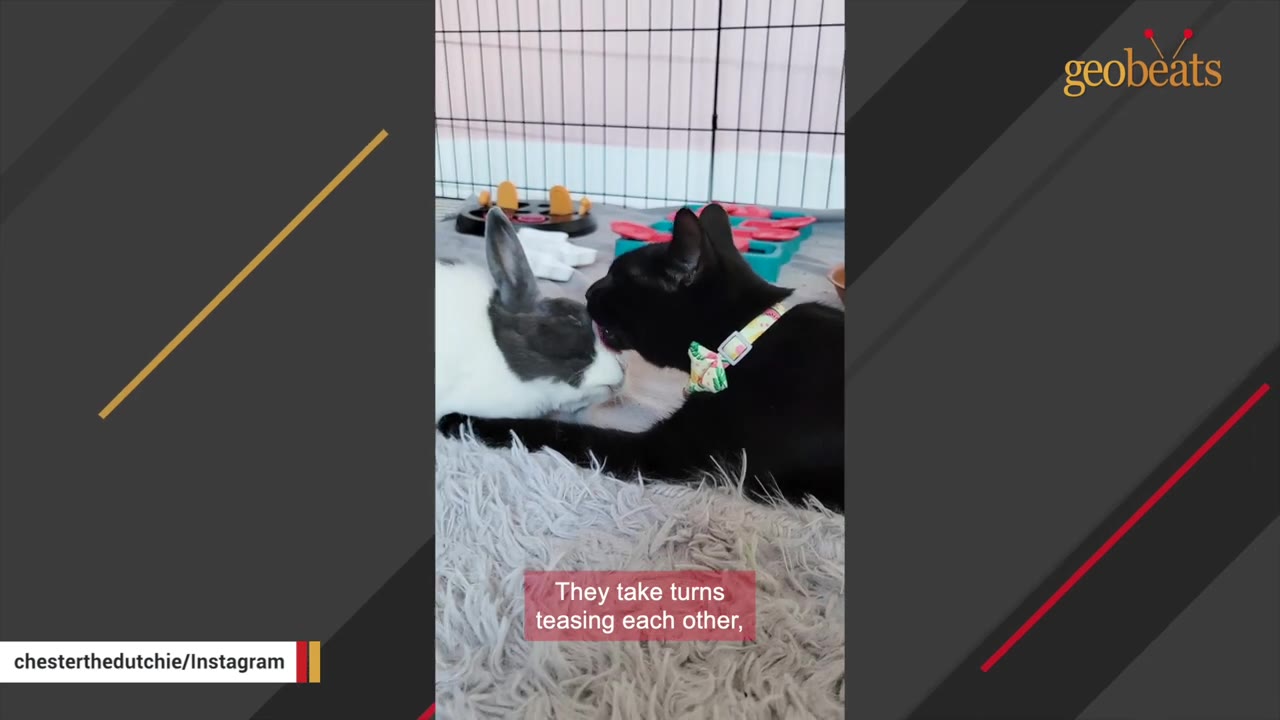 A black cat wearing a colorful bow tie collar licks the forehead of a grey and white rabbit lying down next to it.