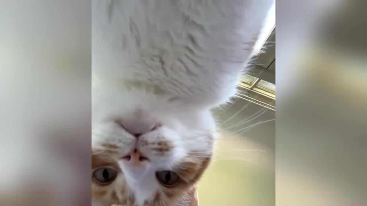 An orange and white cat peers curiously down at the camera from an upside-down perspective.