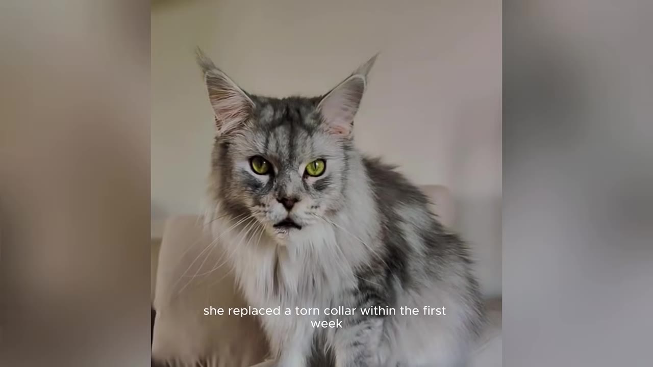 A close-up portrait of a fluffy grey and white Maine Coon cat with striking green eyes, looking directly at the camera.