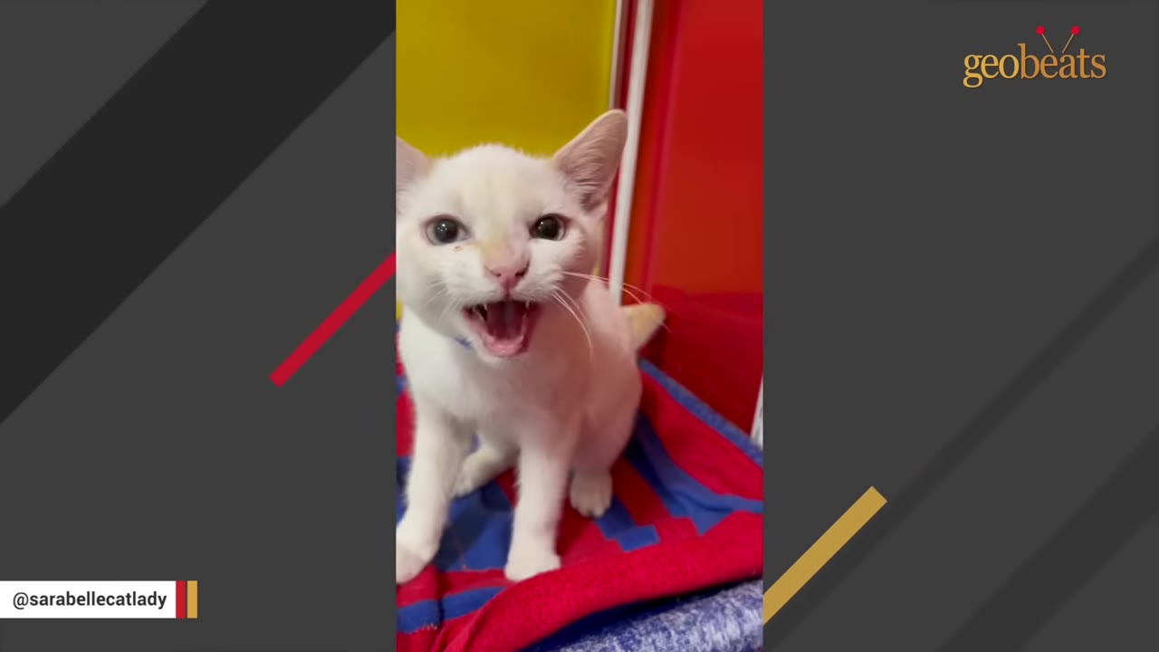 A white cat with its mouth wide open in a vocalization, showing its teeth and pink tongue.
