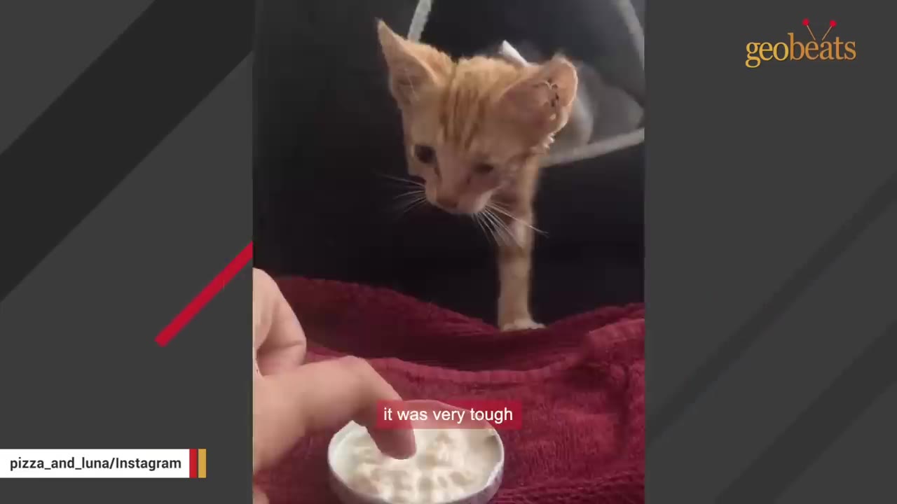 A small orange tabby kitten stands on a red towel, looking down at a small white dish being held by a person's hand.