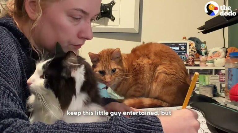 Texas Cat Sees His Home As Giant Puzzle, And His Owner Finally Captures His Secret Talent On Camera