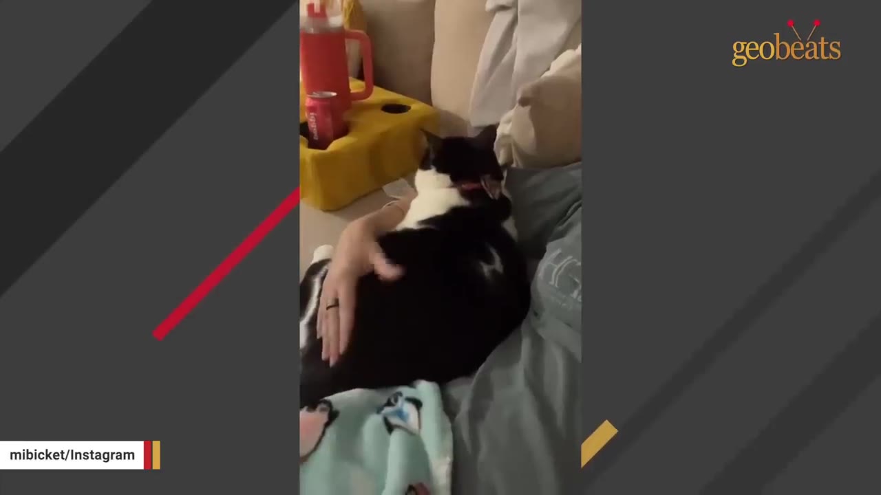 A large black and white cat lies on a couch while a person's hand gently pets its back.