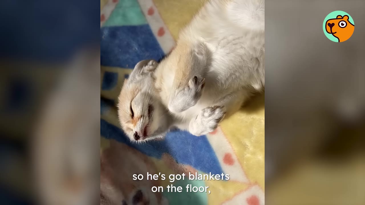 A fennec fox lying on its back on a colorful blanket, with its paws curled up.