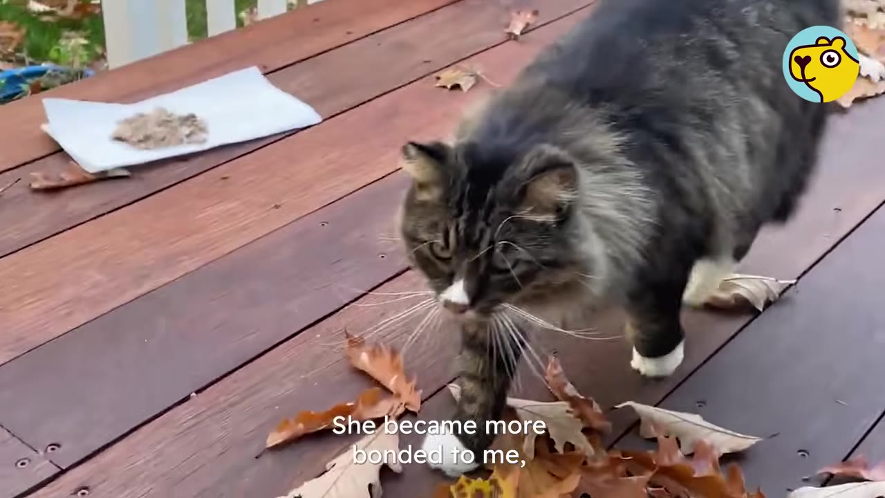 A fluffy long-haired tabby cat with white paws walks across a wooden backyard deck scattered with autumn leaves, with a small pile of food on a paper towel visible in the background.