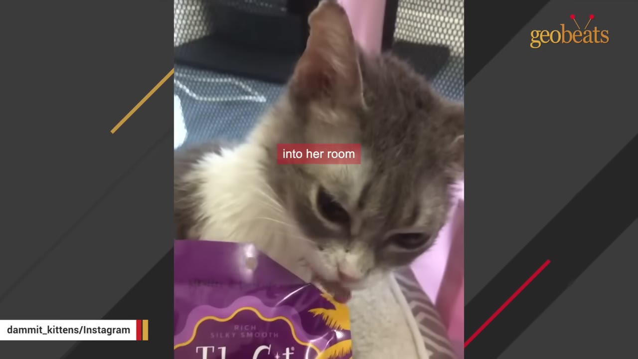 A grey and white cat licking a treat from a purple pouch.
