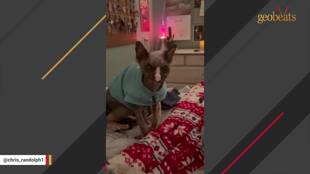 A hairless cat wearing a light blue sweater sits on a bed with a red and white patterned blanket, looking directly at the camera with an alert expression.