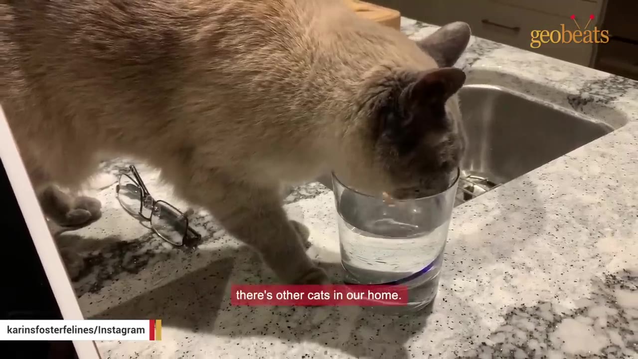 A Siamese cat drinks water from a clear glass on a granite kitchen countertop next to a pair of eyeglasses.