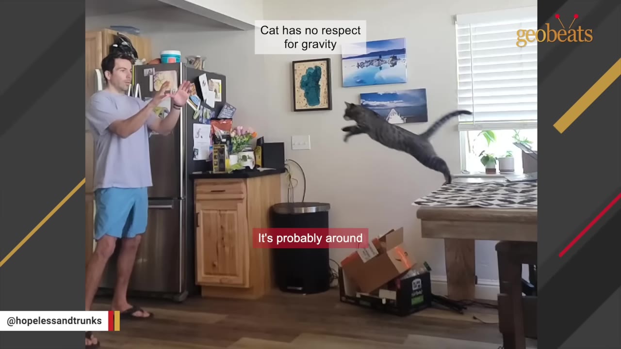 A man stands in a kitchen with his hands raised, ready to catch a grey tabby cat leaping through the air from a wooden table.