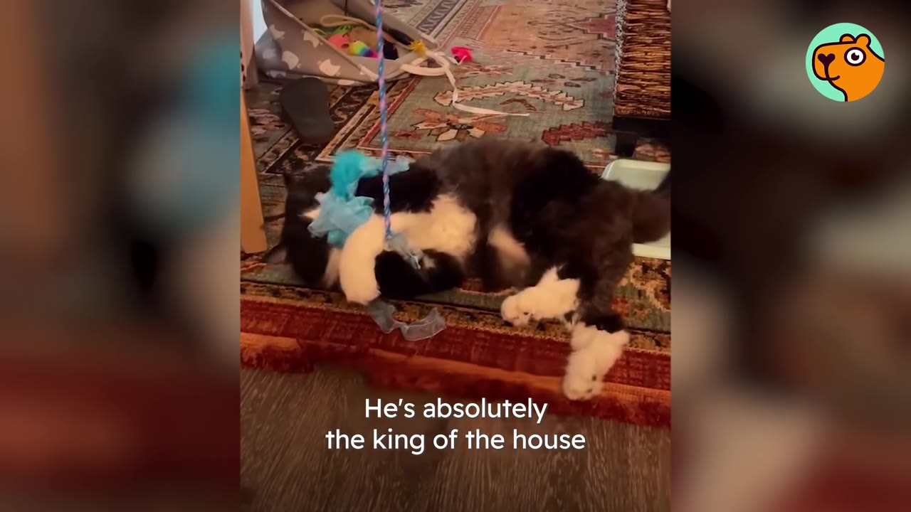 A fluffy black and white cat lies on its back on a patterned rug, playing with a blue hanging toy.