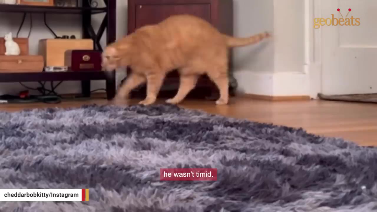 An orange cat walks confidently across a wooden floor next to a fluffy grey rug.