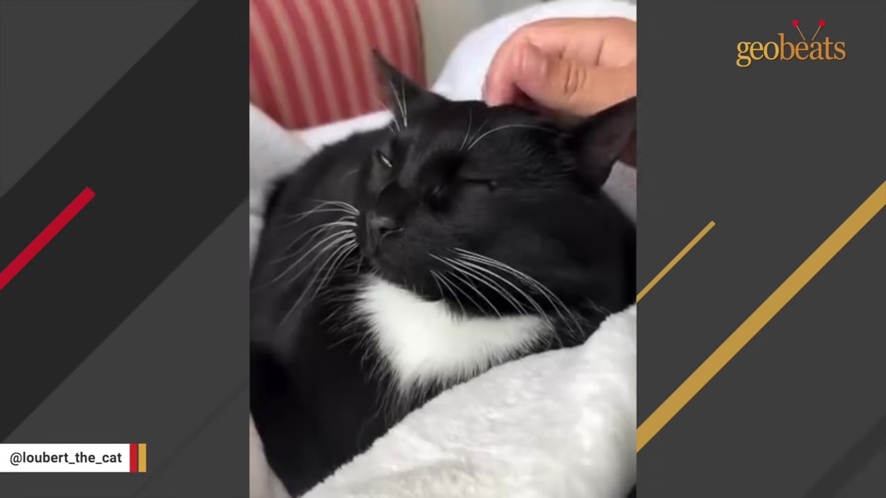 A close-up of a black cat with a white chest patch closing its eyes in contentment as a hand gently pets its head.