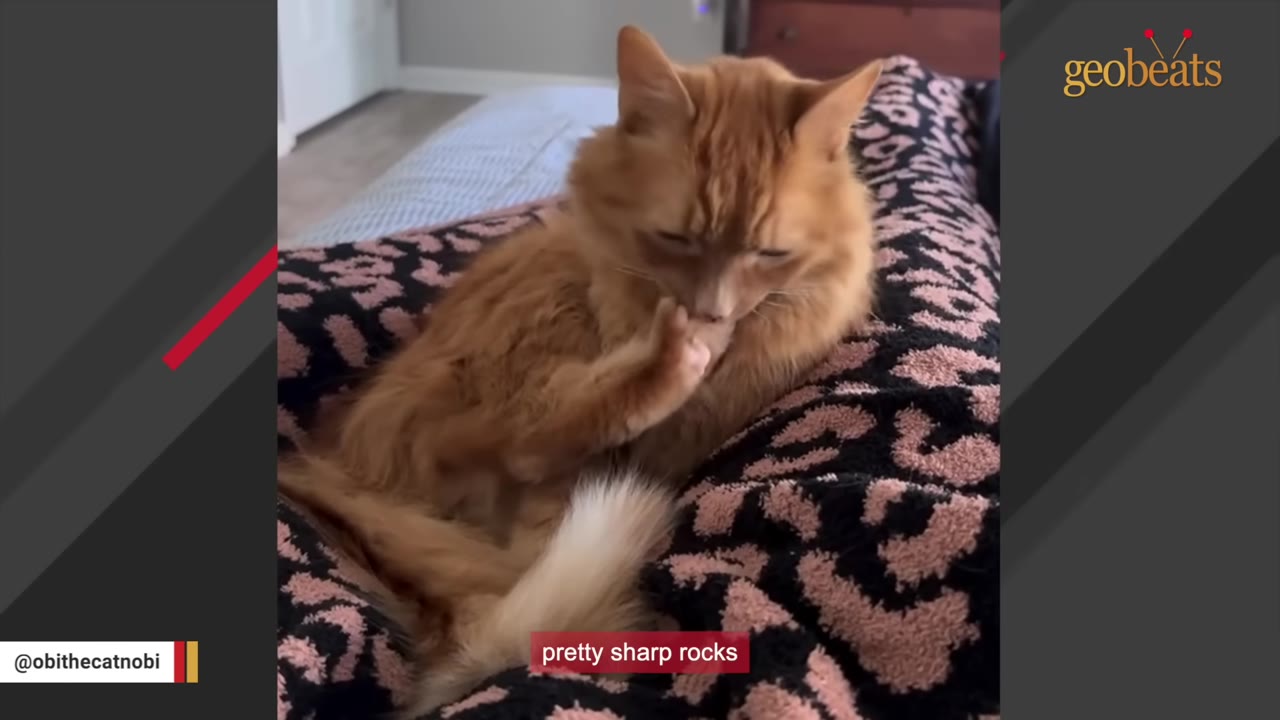 An orange long-haired cat sits on a pink and black leopard-print blanket, licking and examining its front paw.