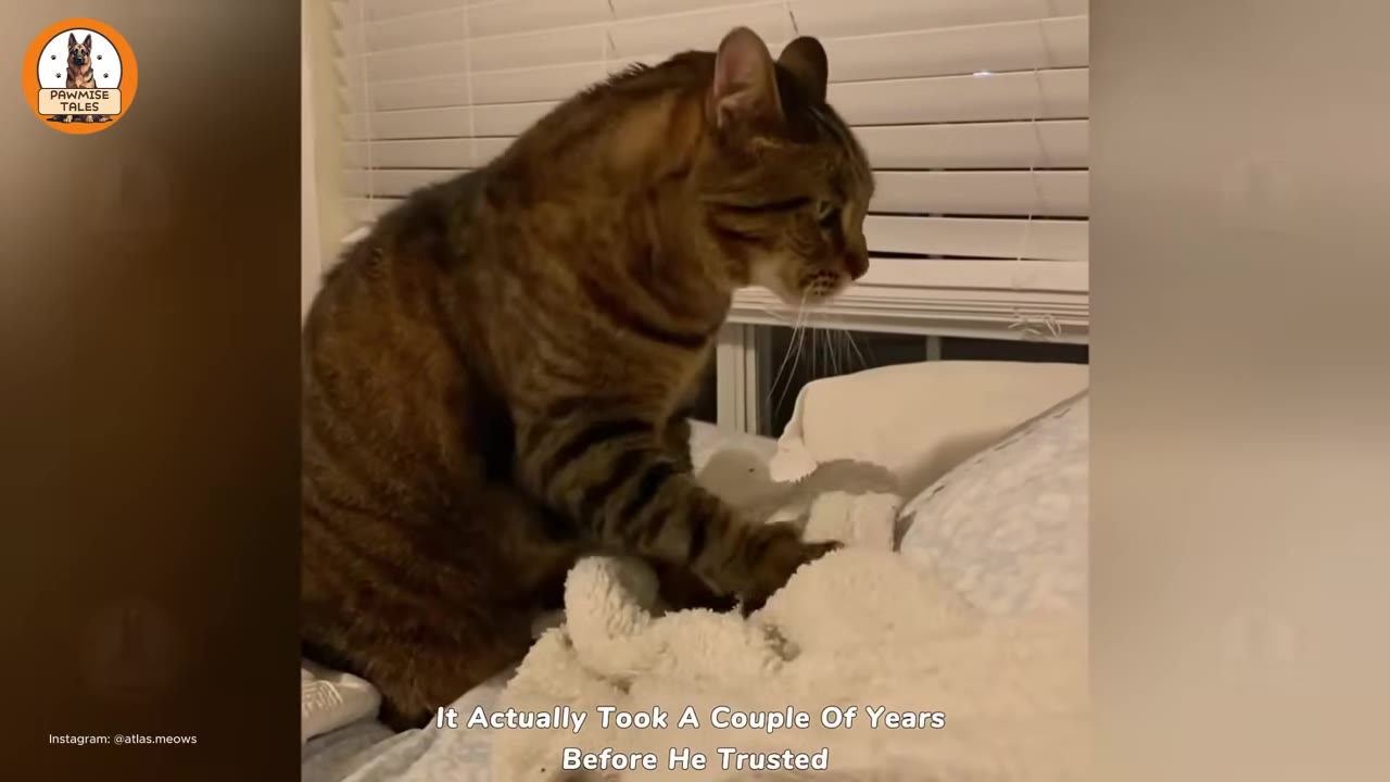 A brown tabby cat sits on a bed, kneading a soft white blanket with its paws near a window with closed blinds.