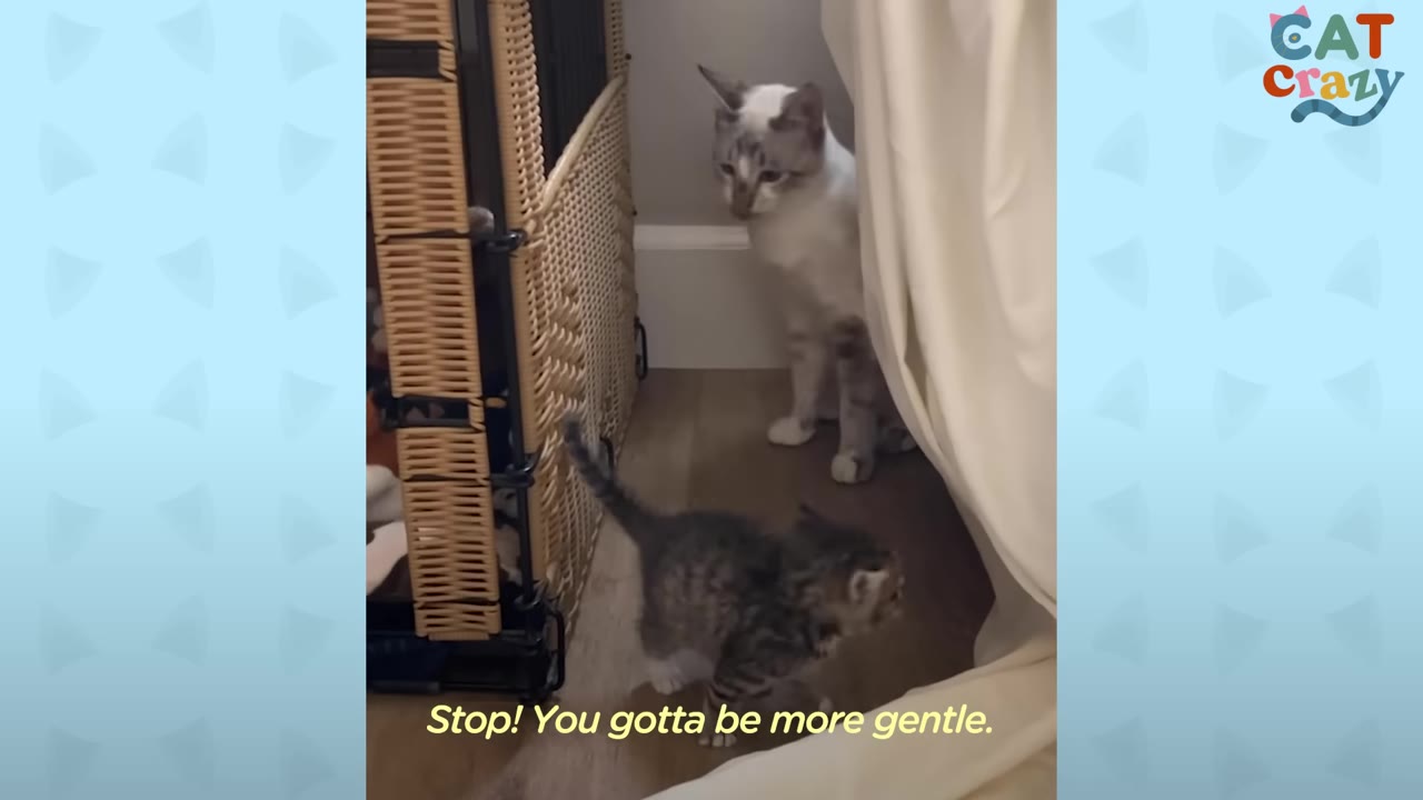 A light-colored cat sits and watches a small tabby kitten walk across the floor.