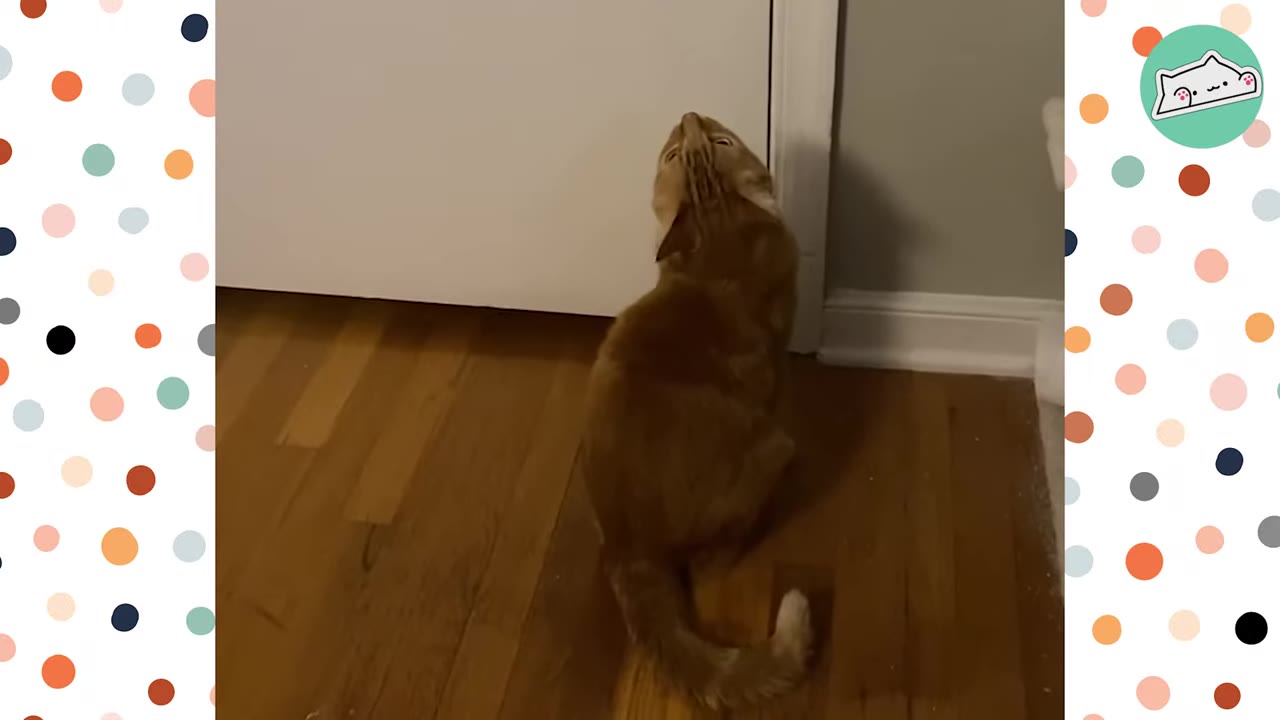 An orange tabby cat sits on a wooden floor, looking up at a closed white door.