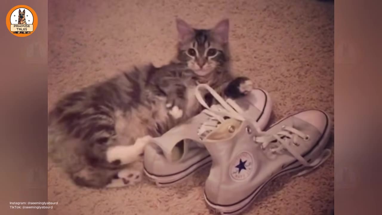 A fluffy tabby cat with white paws lying on a carpet next to a pair of white high-top sneakers, looking directly at the camera.