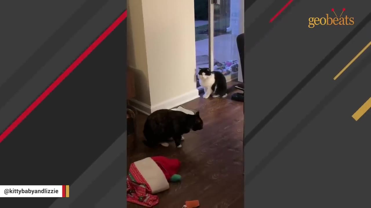 A black and white cat sits near an open sliding glass door inside an apartment, while a dark-colored cat stands on the wooden floor nearby.