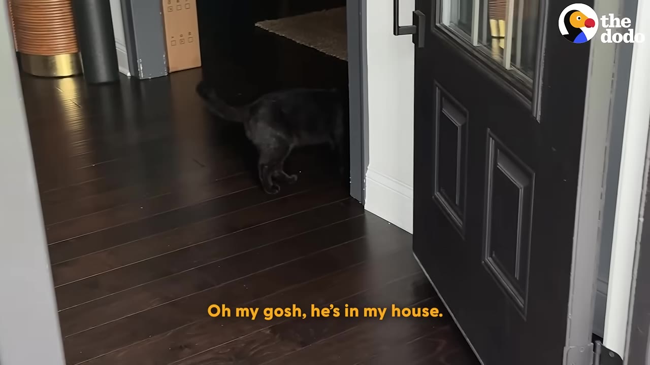 A black cat walks through an open doorway onto dark hardwood floors inside a house.