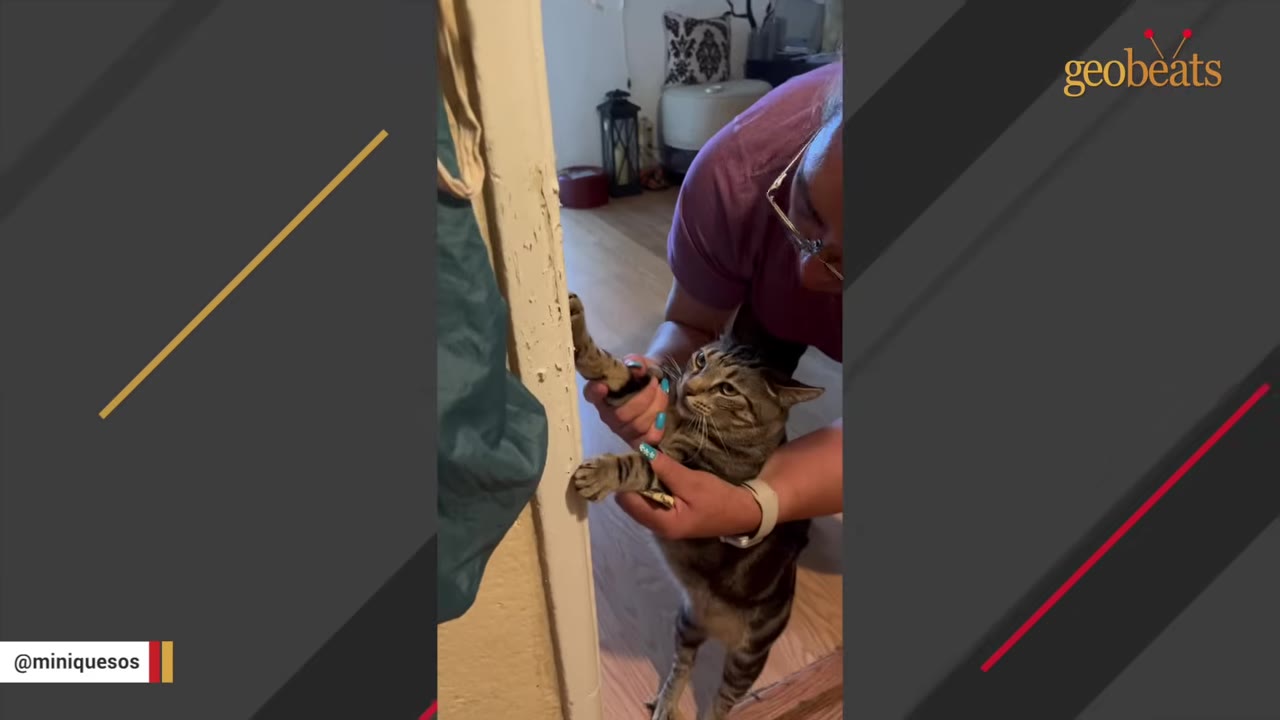 A tabby cat holds onto a door frame with its paws while a woman gently holds its body.