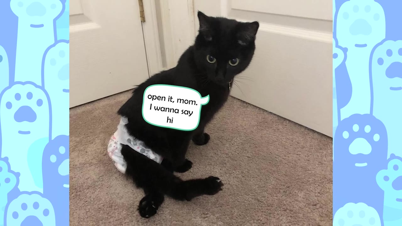 A black cat wearing a diaper sits on a carpeted floor in front of a closed white door, looking up with a speech bubble that reads 'open it, mom. I wanna say hi'.