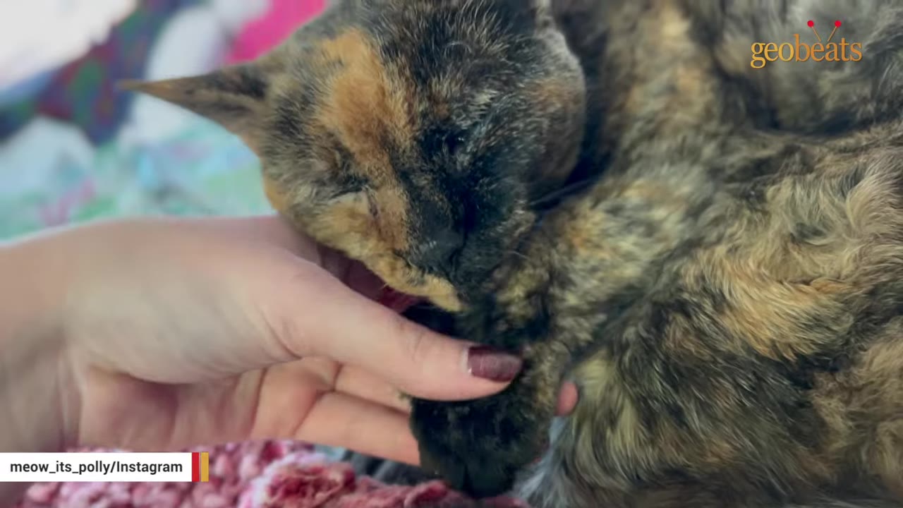 A close-up shot of a tortoiseshell cat sleeping peacefully while a person's hand gently pets its head.