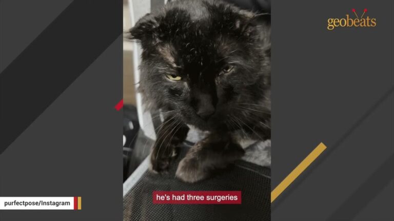 Colorado Photographer Meets A Scarred Cat Labeled Unphotogenic And Discovers His True Colors