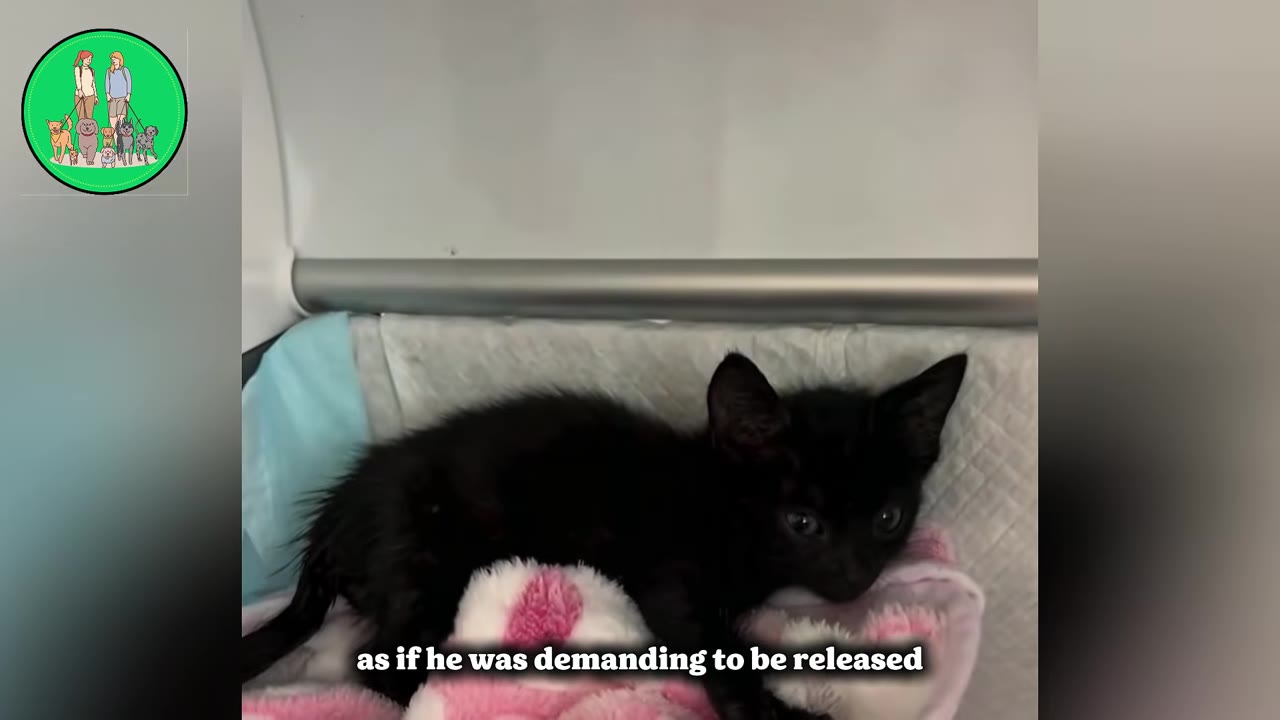 A small black kitten lies on a pink and white blanket inside a white enclosure, looking directly at the camera.