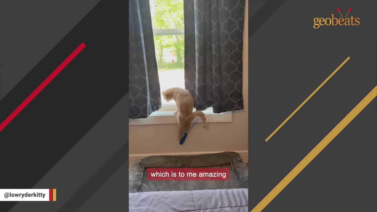 An orange cat with a blue cast on its hind leg balances on a window sill between two grey curtains.