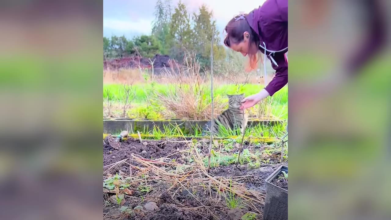 A woman in a purple jacket reaches out her hand to gently touch a tabby cat sitting in a garden.