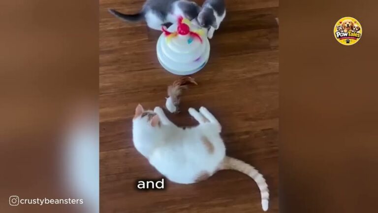 New Jersey Senior Cat Was Deemed Too Much To Handle Until Two Tiny Surprises Changed Everything