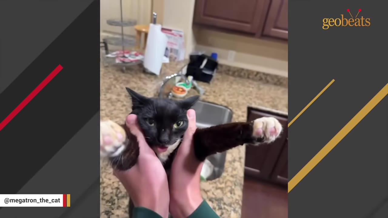 A black and white cat with its tongue slightly sticking out is held up by a person's hands in a kitchen.