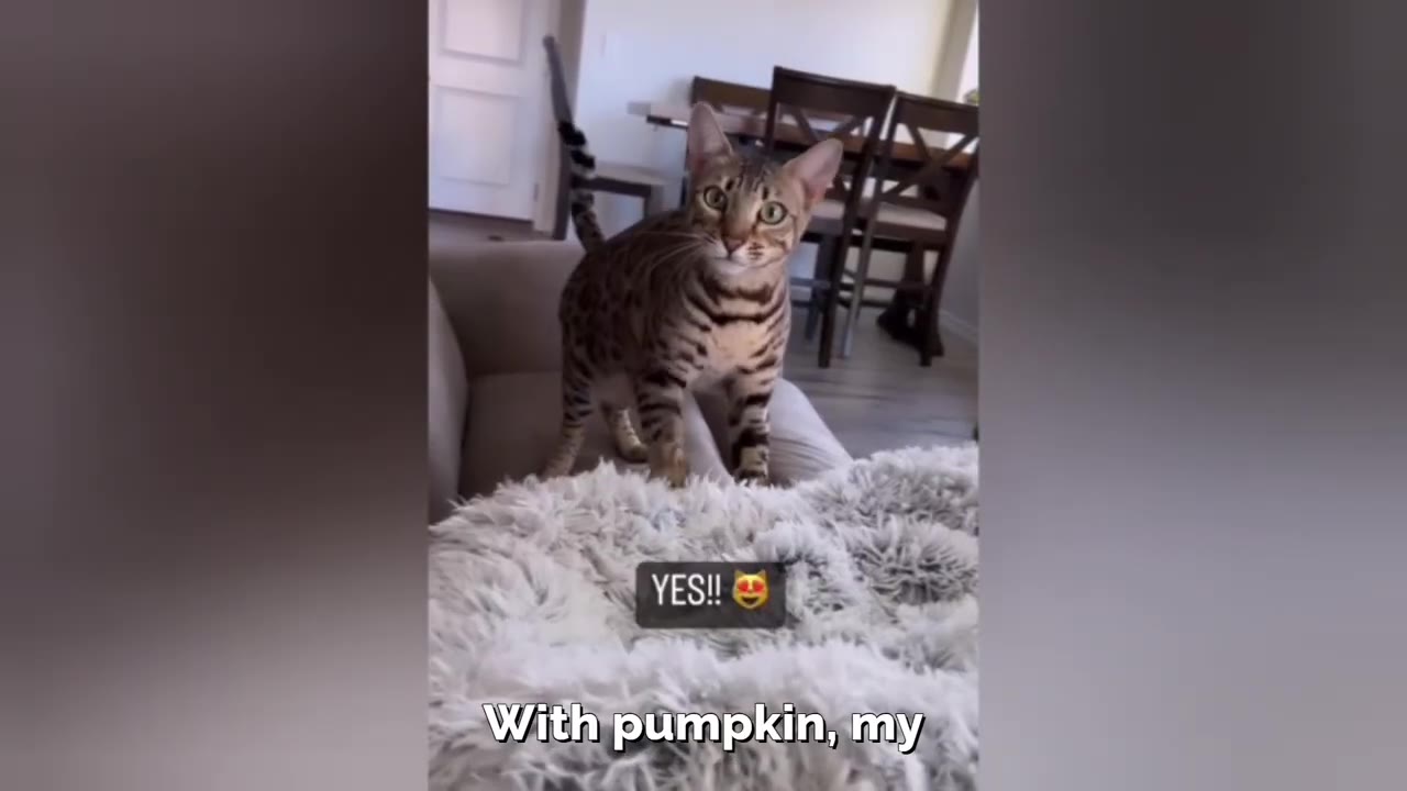 An alert Bengal cat stands on the back of a couch, looking directly at the camera with wide, curious eyes.
