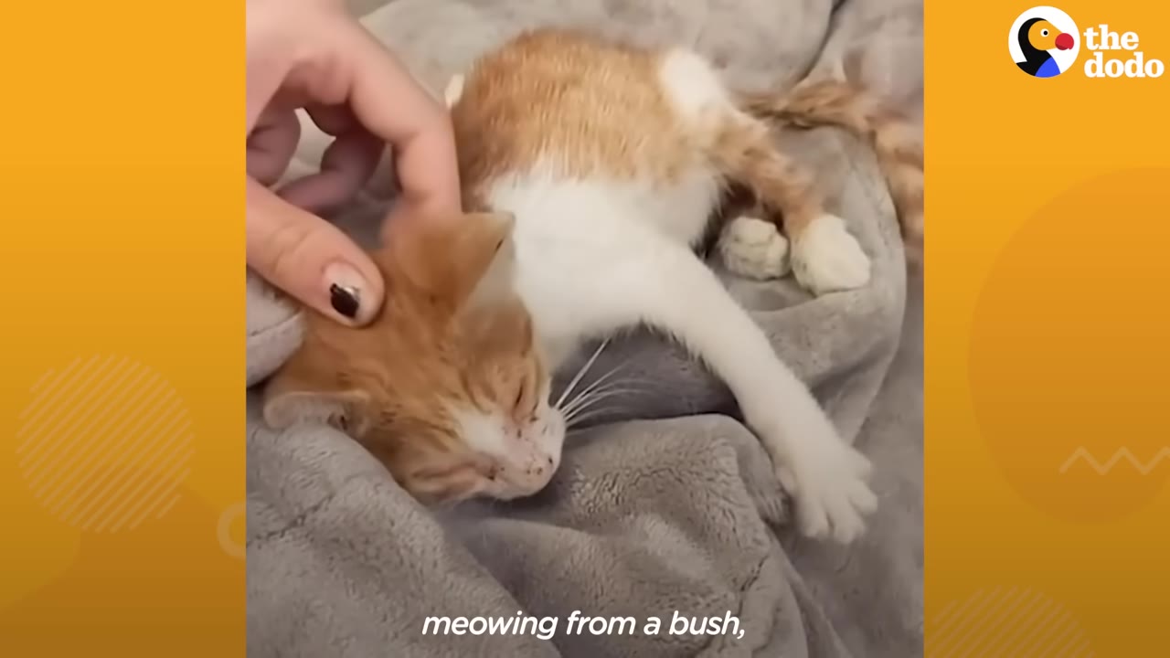 An orange and white kitten lying on a grey blanket being petted by a human hand.