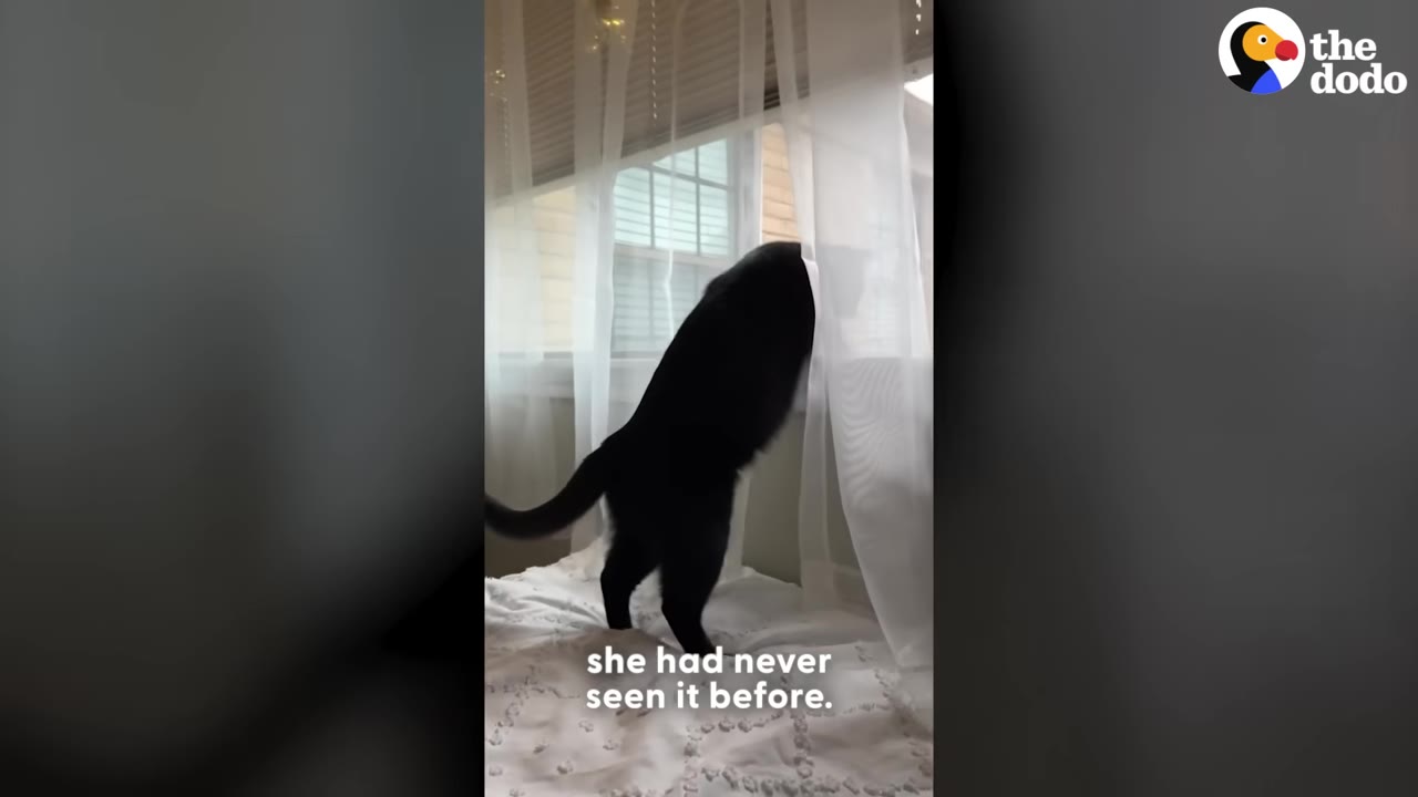 A black cat stands on its hind legs on a white bed, peering out of a window through sheer white curtains.